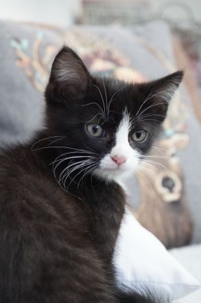 Bezaubernde Maine Coon Mix Kätzchen