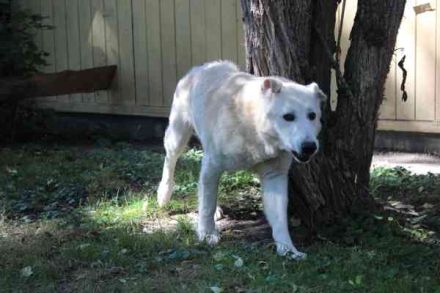Dagobert, Schäferhundmix, geb. ca. 2014, lieber Senior, schon etwas tüddelig, su. ruhiges Zuhause