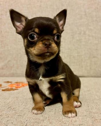 Süße Chihuahua-Welpen abzugeben – liebevolle Familien gesucht