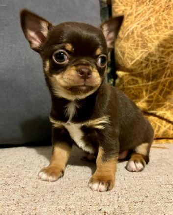 Süße Chihuahua-Welpen abzugeben – liebevolle Familien gesucht