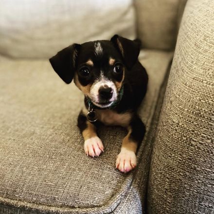 Süße Chihuahua-Welpen abzugeben – liebevolle Familien gesucht