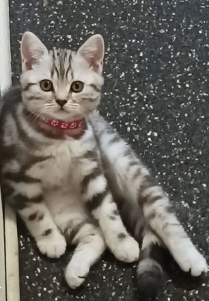 Bezaubernde 2x geimpfte Whiskas silver BKH Tabby Kitten