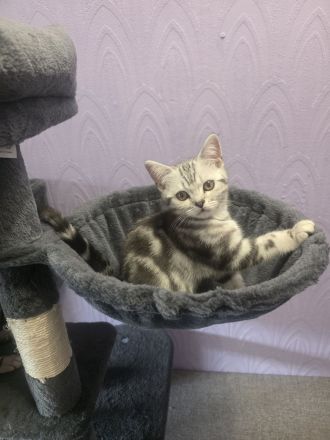 2x geimpfte Whiskas silver BKH Tabby Kater abgabebereit