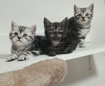 Bezaubernde Whiskas silver BKH Tabby Kitten