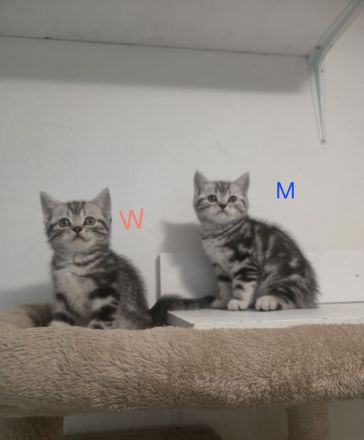 Bezaubernde Whiskas silver BKH Tabby Kitten