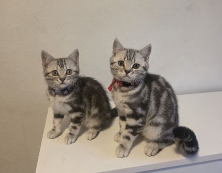 2x geimpfte Whiskas silver BKH Tabby Kitten abgabebereit