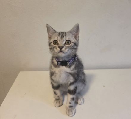 2x geimpfte Whiskas silver BKH Tabby Kitten abgabebereit