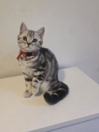 2x geimpfte Whiskas silver BKH Tabby Kitten abgabebereit