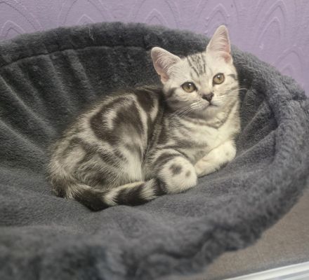 2x geimpfte Whiskas silver BKH Tabby Kater abgabebereit