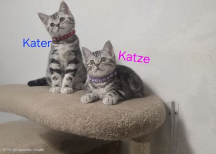 Bezaubernde 2x geimpfte Whiskas silver BKH Tabby Kitten