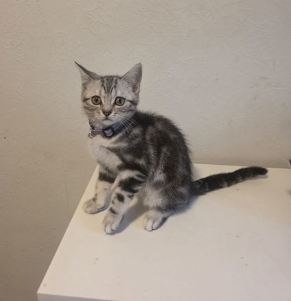 2x geimpfte Whiskas silver BKH Tabby Kitten abgabebereit