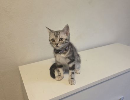 2x geimpfte Whiskas silver BKH Tabby Kitten abgabebereit