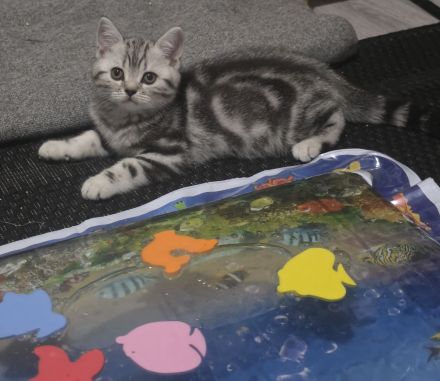 Bezaubernde 2x geimpfte Whiskas silver BKH Tabby Kitten