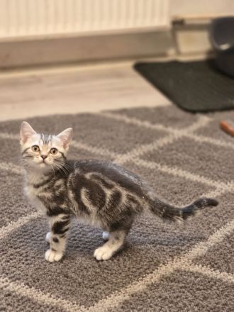 Bezaubernde 2x geimpfte Whiskas silver BKH Tabby Kitten
