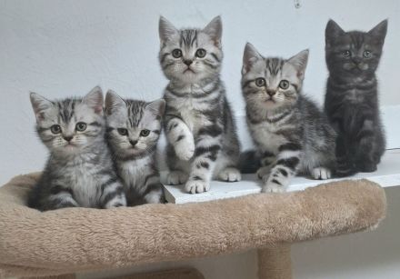 Bezaubernde Whiskas silver BKH Tabby Kitten