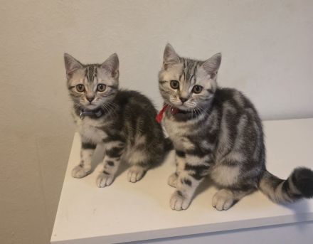 2x geimpfte Whiskas silver BKH Tabby Kitten abgabebereit