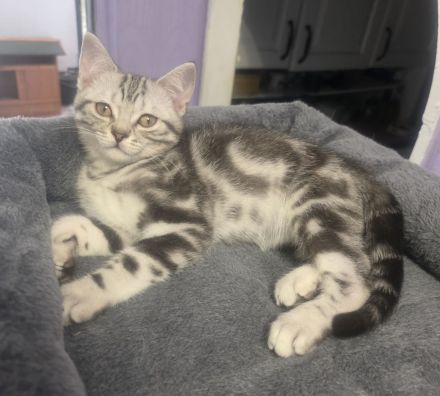 2x geimpfte Whiskas silver BKH Tabby Kater abgabebereit