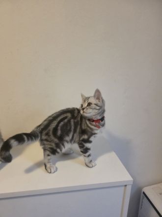 2x geimpfte Whiskas silver BKH Tabby Kitten abgabebereit