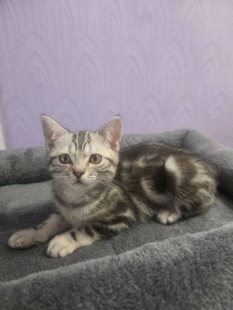2x geimpfte Whiskas silver BKH Tabby Kater abgabebereit