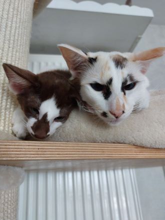 Balinesin seal tortie mit weiß