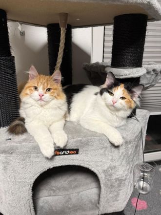 Liebevolles Maine Coon Mix Katzenpärchen suchen neues Zuhause