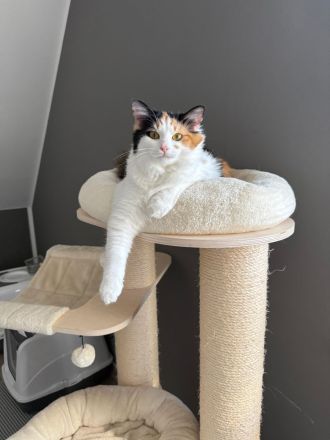 Liebevolles Maine Coon Mix Katzenpärchen suchen neues Zuhause