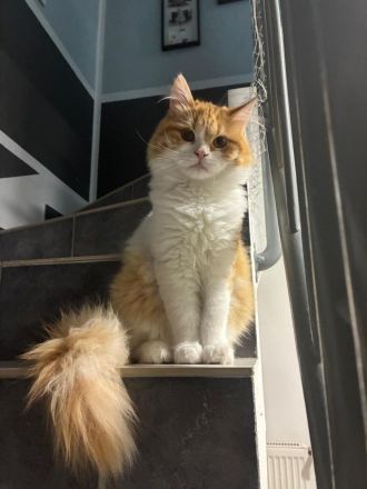 Liebevolles Maine Coon Mix Katzenpärchen suchen neues Zuhause