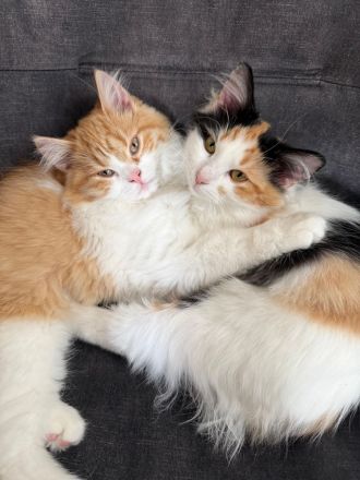Liebevolles Maine Coon Mix Katzenpärchen suchen neues Zuhause