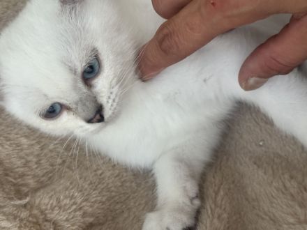 Bkh kitten Kater auszugsbereit