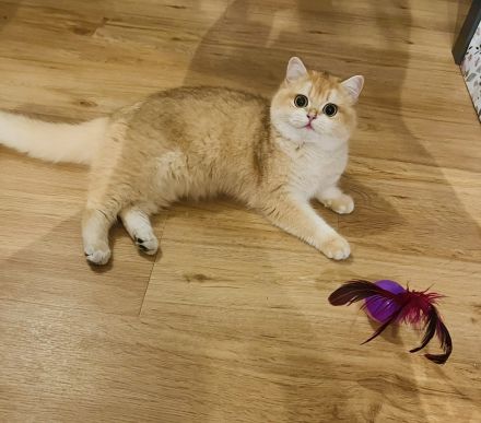 Reinrassige BKH/BLH Kitten von Champion Eltern
