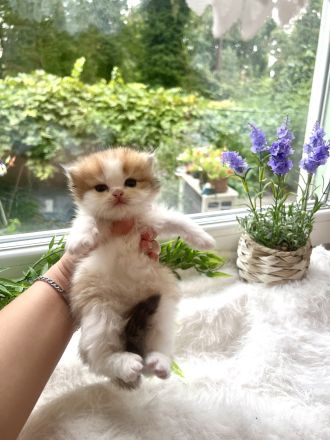 Reinrassige BKH/BLH Kitten von Champion Eltern
