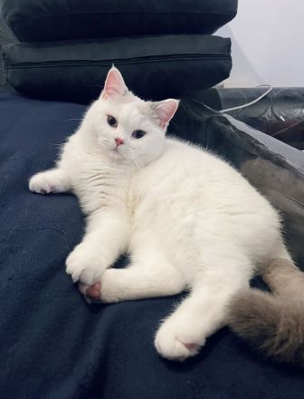 Reinrassige BKH/BLH Kitten von Champion Eltern