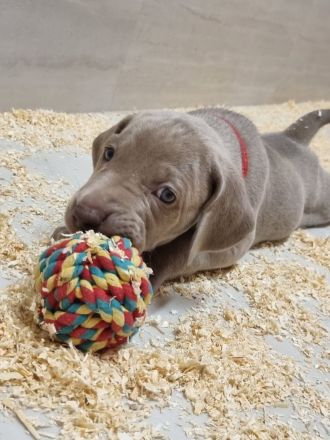 Weimaraner Welpen - Premiumzucht vom Gräfensteiner Adel