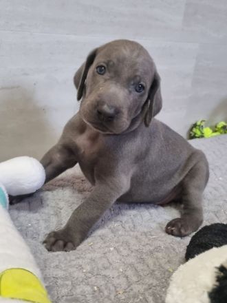 Weimaraner Welpen - Premiumzucht vom Gräfensteiner Adel