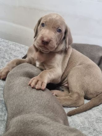 Weimaraner Welpen - Premiumzucht vom Gräfensteiner Adel