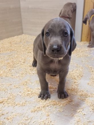 Weimaraner Welpen - Premiumzucht - vom Gräfensteiner Adel - I-Wurf