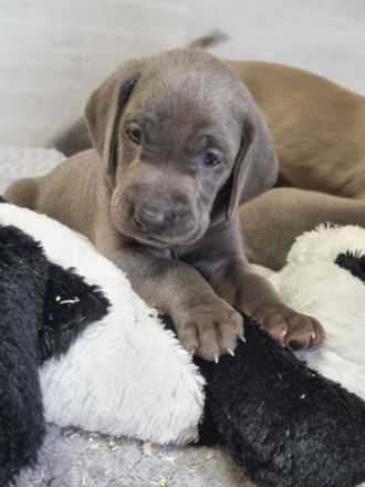 Weimaraner Welpen - Premiumzucht vom Gräfensteiner Adel