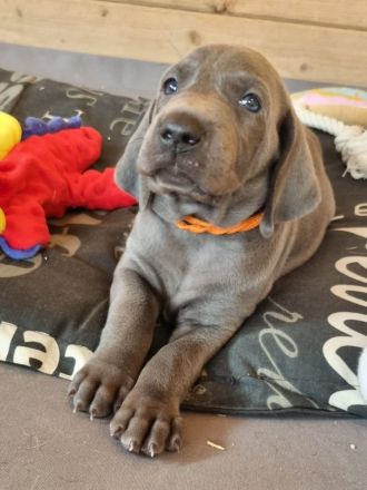 Weimaraner Welpen - Premiumzucht - vom Gräfensteiner Adel - I-Wurf