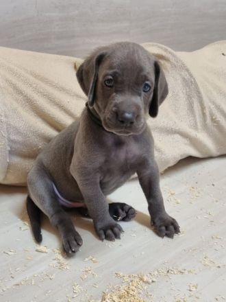 Weimaraner Welpen - Premiumzucht vom Gräfensteiner Adel