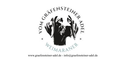 Weimaraner Welpen - Premiumzucht vom Gräfensteiner Adel