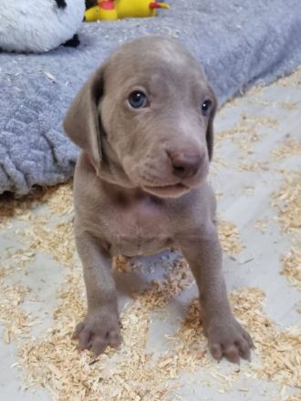Weimaraner Welpen - Premiumzucht vom Gräfensteiner Adel