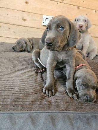 Weimaraner Welpen - Premiumzucht - vom Gräfensteiner Adel - I-Wurf