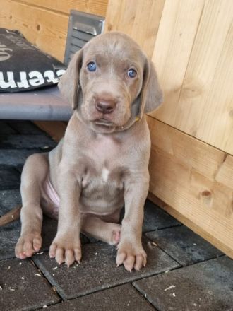 Weimaraner Welpen - Premiumzucht - vom Gräfensteiner Adel - I-Wurf