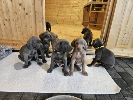 Weimaraner Welpen - Premiumzucht vom Gräfensteiner Adel