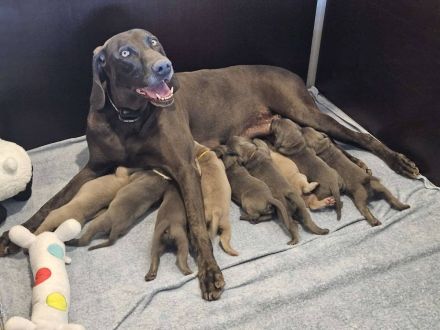 Weimaraner Welpen - Premiumzucht vom Gräfensteiner Adel