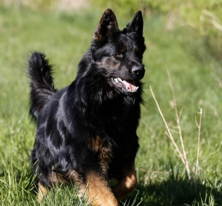 Altdeutsche Schäferhunde vom Spatzenberg
