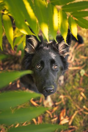 Altdeutsche Schäferhunde vom Spatzenberg
