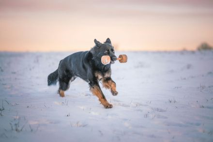 Altdeutsche Schäferhunde vom Spatzenberg