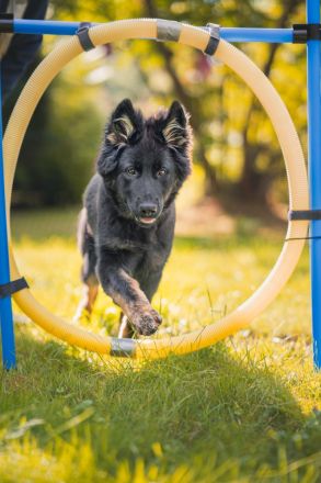 Altdeutsche Schäferhunde vom Spatzenberg