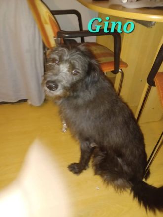 Gino sucht genau dich